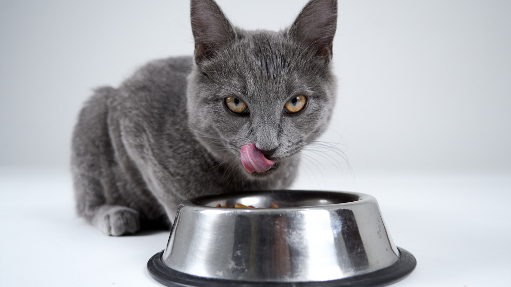 猫の舌がざらざらなのはなぜ？舌の秘密から考える猫のお口の健康とデンタルケア