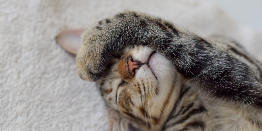 愛猫の“気になる変化”から始める、『ふりかけ』ヘルスケア完全ガイド——続けられるケアで、毎日の健康習慣をつくる