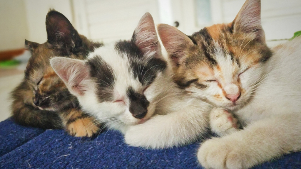 猫は夢を見る？眠る愛猫の“ピクピク”の理由と、毎日の観察から始めるお口の習慣ケア
