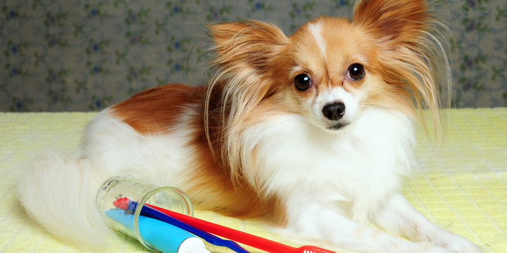 犬のデンタルケアは何を選ぶべき？主要アイテムを比較してわかる「続けやすいケア」の選び方