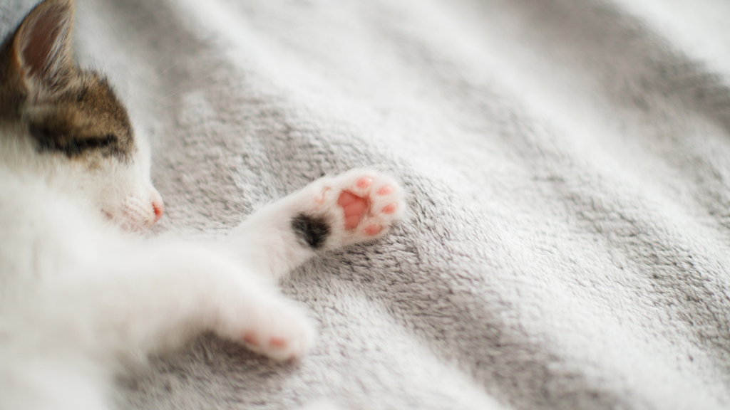 猫のぷにぷに肉球を保つ方法！乾燥・カサカサの原因と正しい保湿ケアを解説
