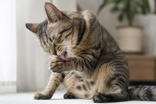 猫の舌がざらざらなのはなぜ？舌の秘密から考える猫のお口の健康とデンタルケア