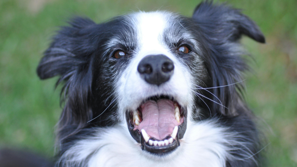 犬の歯は何本ある？歯の種類と役割から知る犬の口のしくみ