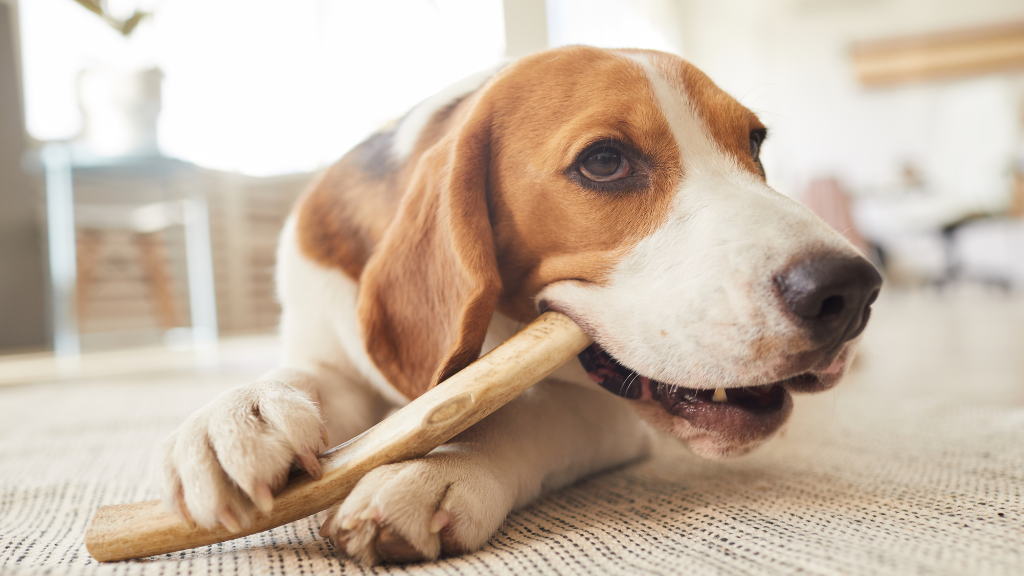 犬の噛む行動を正しく理解!歯を守るおもちゃの選び方とお口のケア