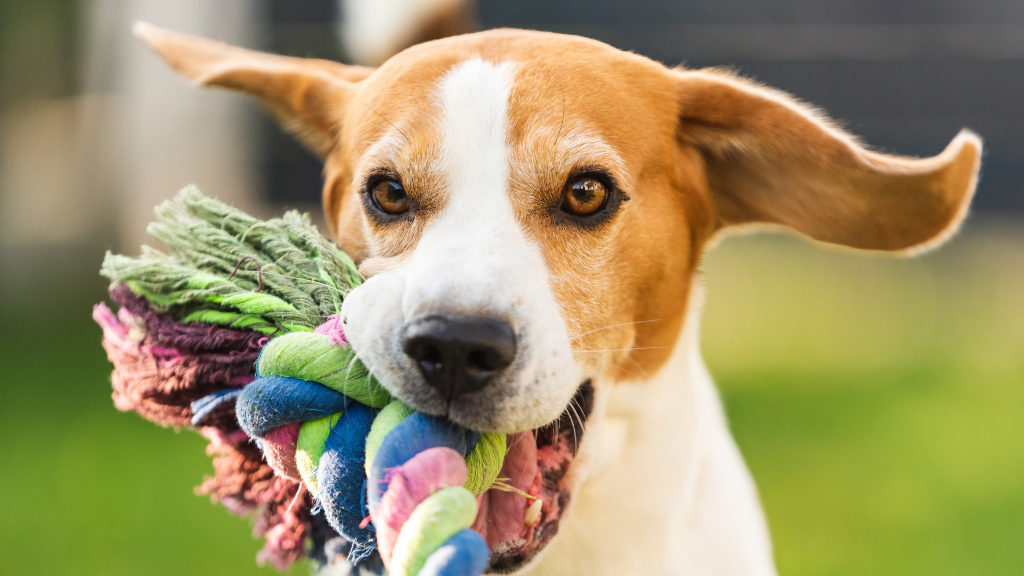 犬の噛む行動を正しく理解!歯を守るおもちゃの選び方とお口のケア