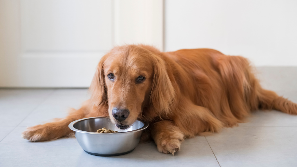 たった3日で歯石に？口臭は犬の歯周病サイン！初期症状や放置リスク・愛犬の歯を守る対策