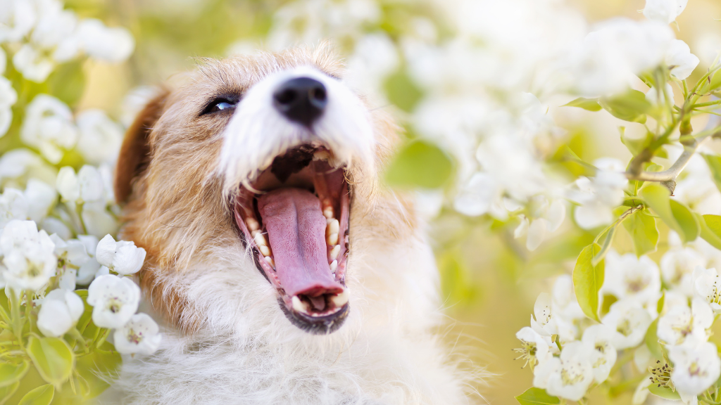 犬の歯は何本ある？歯の種類と役割から知る犬の口のしくみ