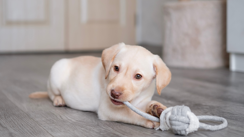 犬の噛む行動を正しく理解!歯を守るおもちゃの選び方とお口のケア