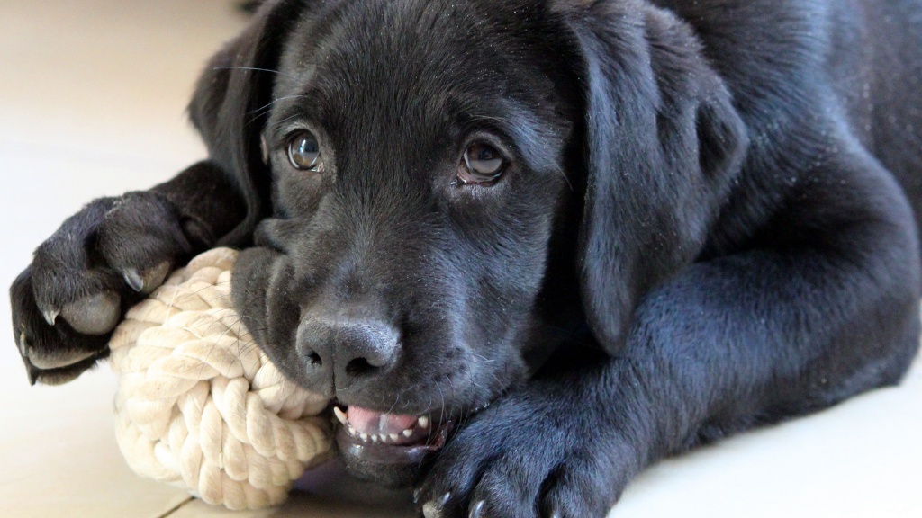 犬の噛む行動を正しく理解!歯を守るおもちゃの選び方とお口のケア