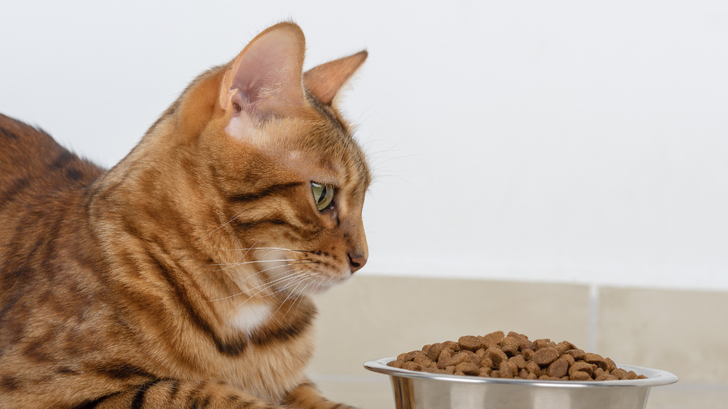 愛猫の老化サインを見逃さない!シニア猫の病気を防ぎ健康寿命を延ばすケア