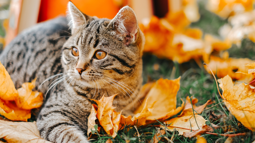 愛猫の老化サインを見逃さない!シニア猫の病気を防ぎ健康寿命を延ばすケア
