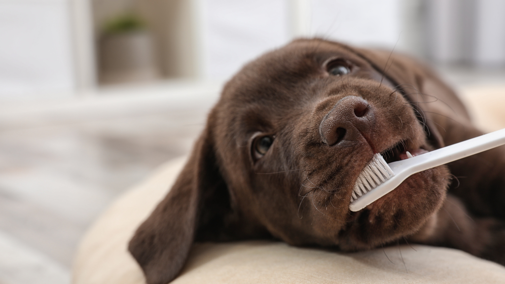 たった3日で歯石に？口臭は犬の歯周病サイン！初期症状や放置リスク・愛犬の歯を守る対策