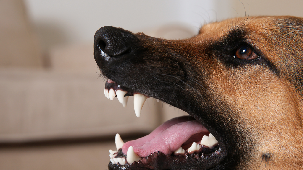 犬の歯は何本ある？歯の種類と役割から知る犬の口のしくみ