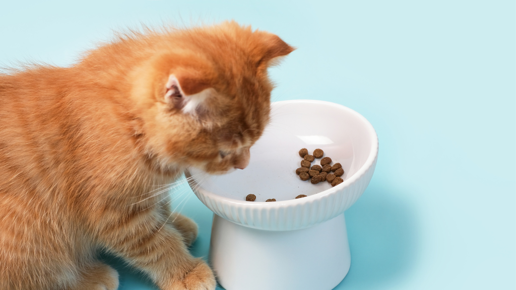 猫がカリカリを丸飲み!噛まない理由とお口のケア方法
