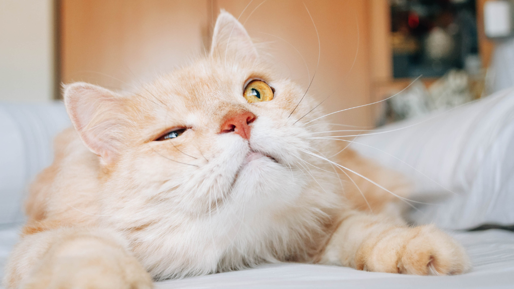 愛猫の老化サインを見逃さない!シニア猫の病気を防ぎ健康寿命を延ばすケア
