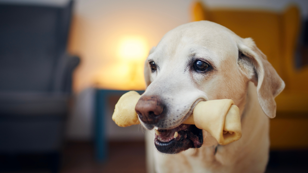 たった3日で歯石に？口臭は犬の歯周病サイン！初期症状や放置リスク・愛犬の歯を守る対策