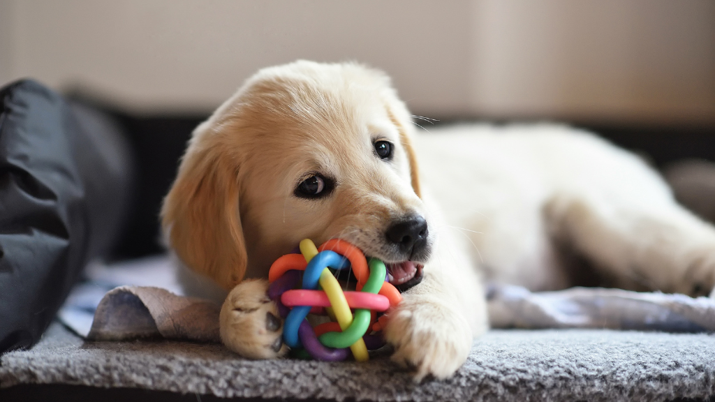 犬の歯は何本ある？歯の種類と役割から知る犬の口のしくみ