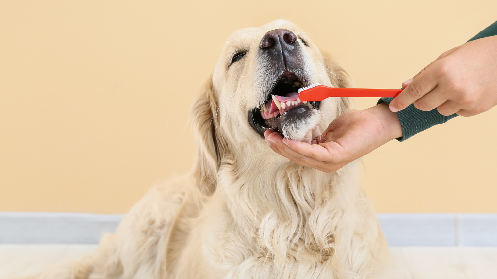 犬も虫歯になる?茶色い歯の原因と歯周病リスク・正しい予防ケア【徹底解説】