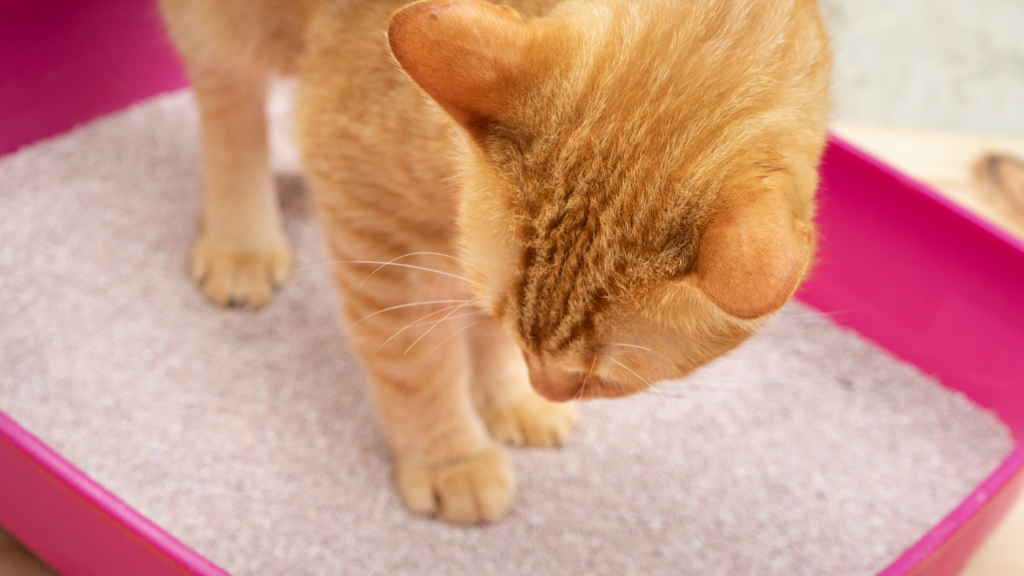 愛猫の老化サインを見逃さない!シニア猫の病気を防ぎ健康寿命を延ばすケア