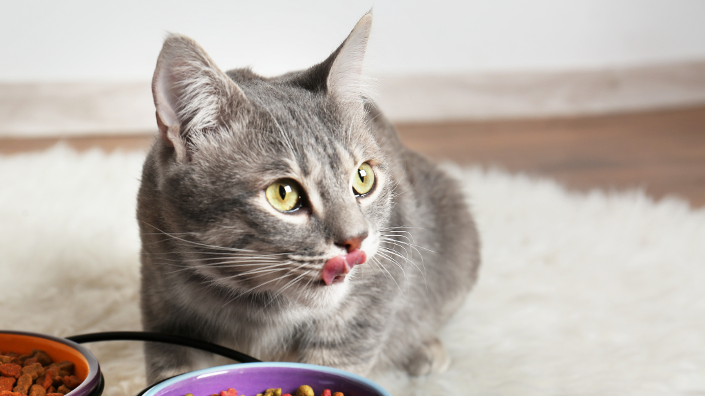 猫がカリカリを丸飲み!噛まない理由とお口のケア方法
