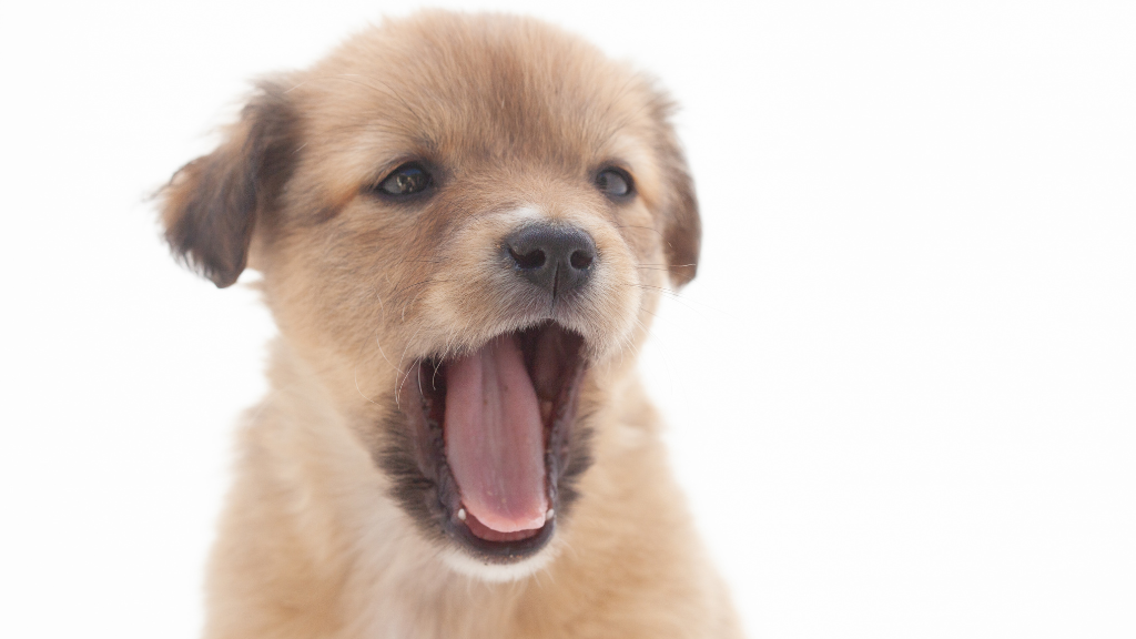 犬の歯は何本ある？歯の種類と役割から知る犬の口のしくみ