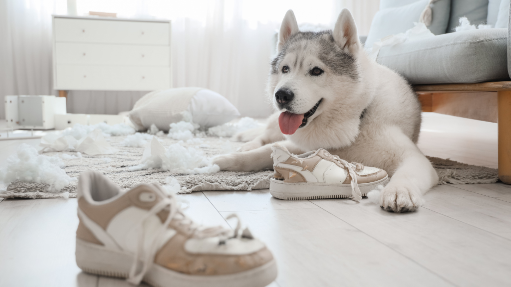 犬の噛む行動を正しく理解!歯を守るおもちゃの選び方とお口のケア