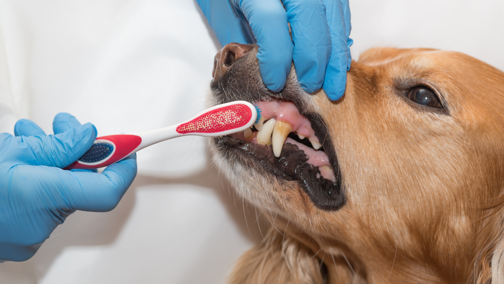 犬も虫歯になる?茶色い歯の原因と歯周病リスク・正しい予防ケア【徹底解説】