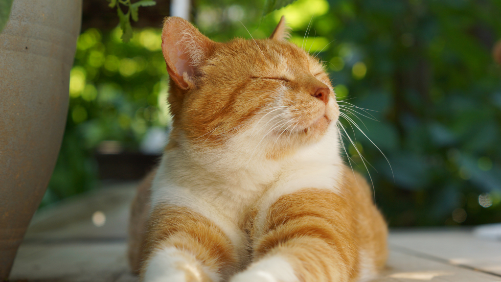 愛猫の老化サインを見逃さない!シニア猫の病気を防ぎ健康寿命を延ばすケア