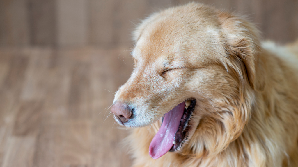 犬の口臭は危険信号？ニオイの種類でわかる病気と自宅でできるデンタルケア