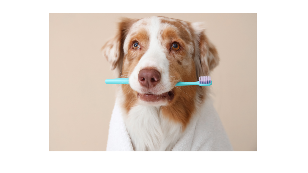 たった3日で歯石に？口臭は犬の歯周病サイン！初期症状や放置リスク・愛犬の歯を守る対策