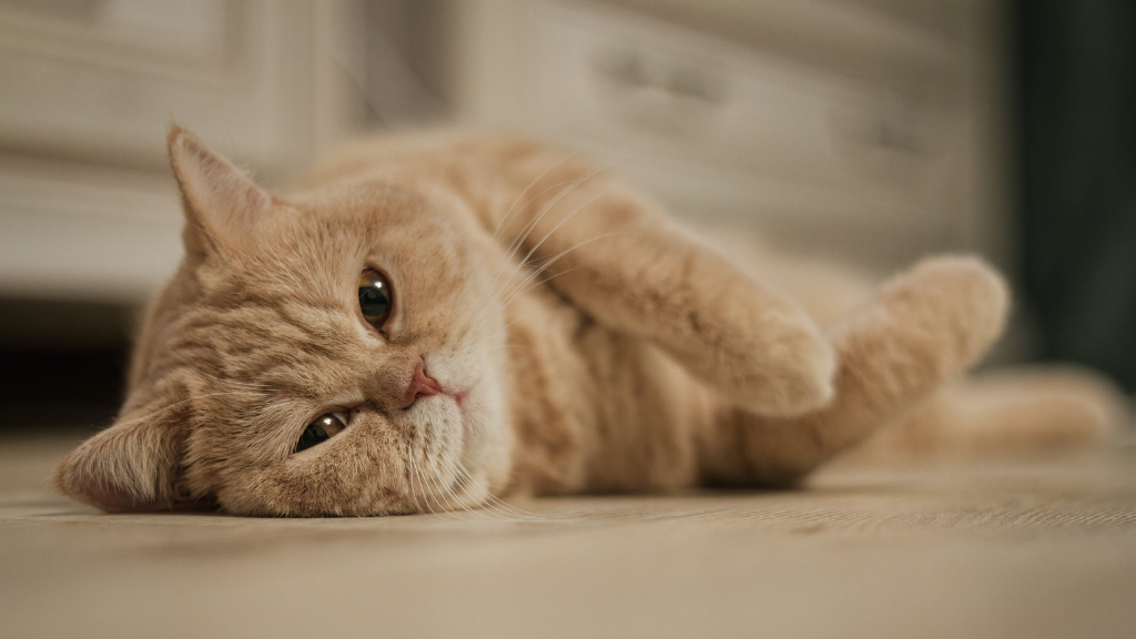 愛猫の老化サインを見逃さない！シニア猫の病気を防ぎ健康寿命を延ばすケア