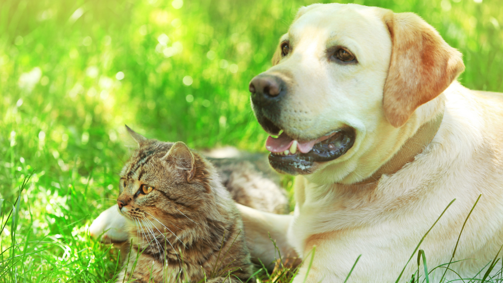 愛犬・愛猫の「口」を毎日見る習慣。口臭・歯ぐき・食べ方からわかる小さな変化