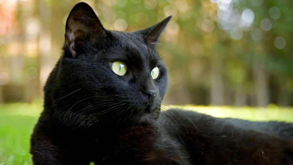 【一覧】猫の毛色・模様の種類と特徴！親猫からの遺伝や健康チェックのコツ