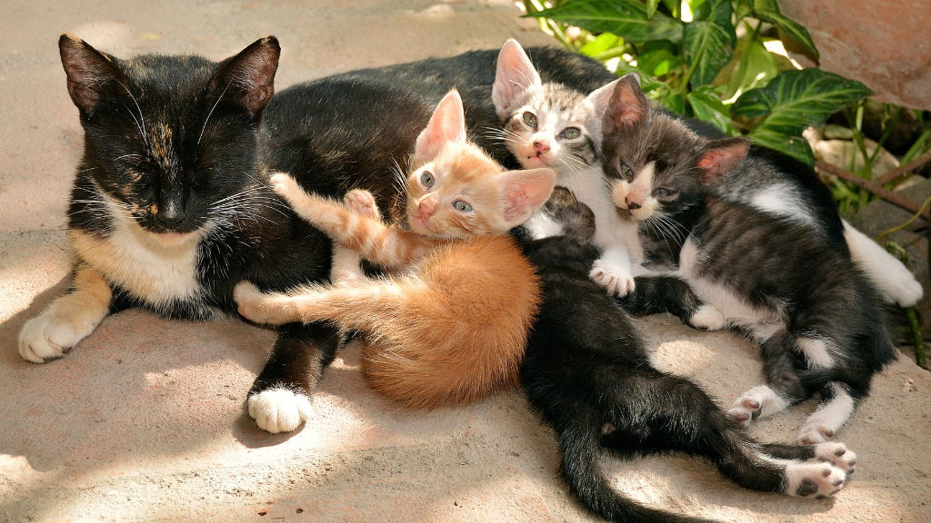 【一覧】猫の毛色・模様の種類と特徴！親猫からの遺伝や健康チェックのコツ