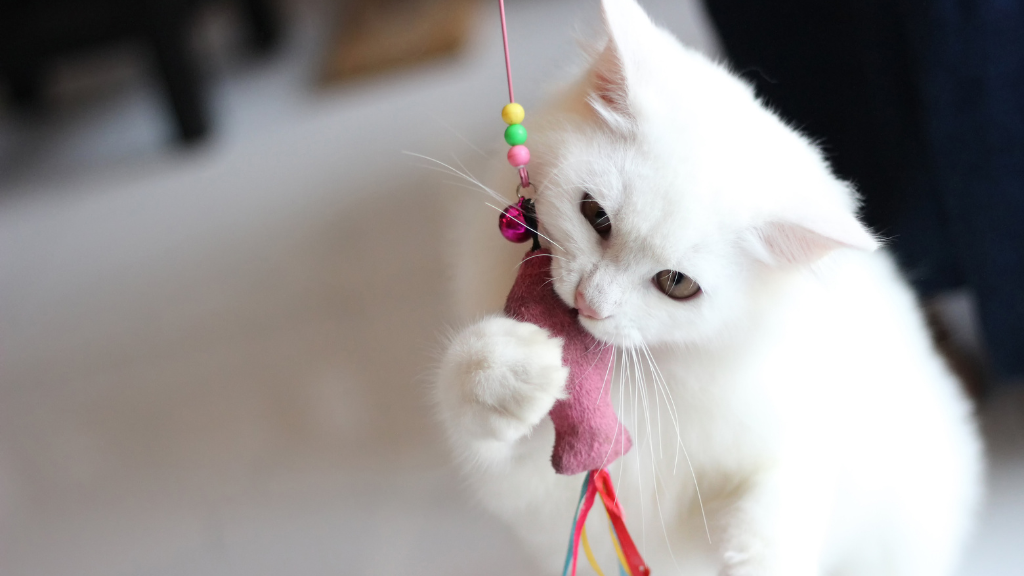 【一覧】猫の毛色・模様の種類と特徴！親猫からの遺伝や健康チェックのコツ