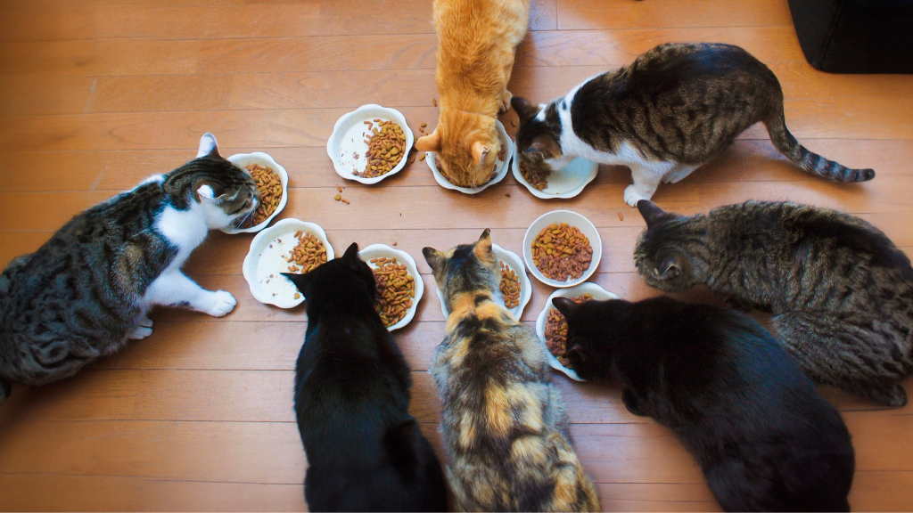猫に必要な栄養素とは？タウリン・総合栄養食・不足を防ぐ食事の選び方