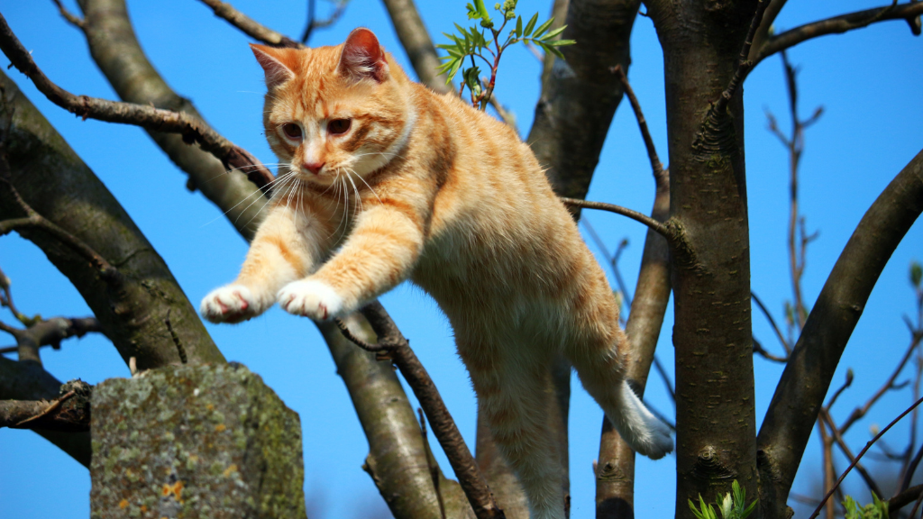 【保存版】猫の雑学・トリビア11選!体の仕組みから不思議な生態まで専門的に解説