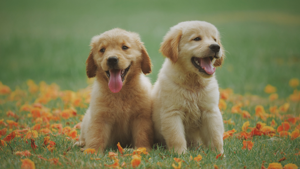 【保存版】犬の雑学・トリビア11選！優れた能力から意外な生態まで専門的に解説