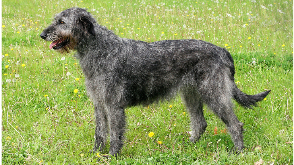 【保存版】犬の雑学・トリビア11選！優れた能力から意外な生態まで専門的に解説