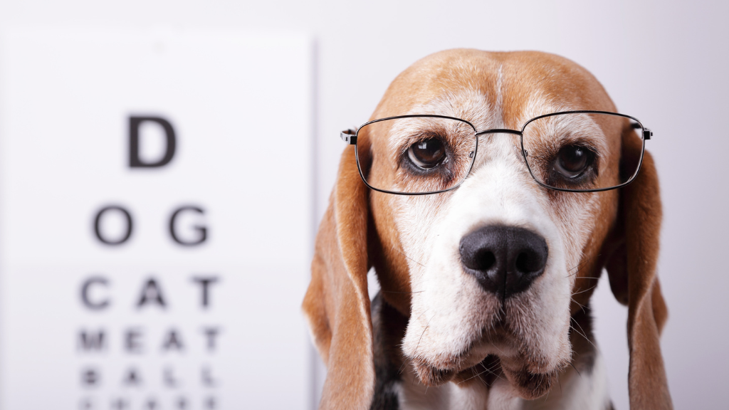 【保存版】犬の雑学・トリビア11選！優れた能力から意外な生態まで専門的に解説