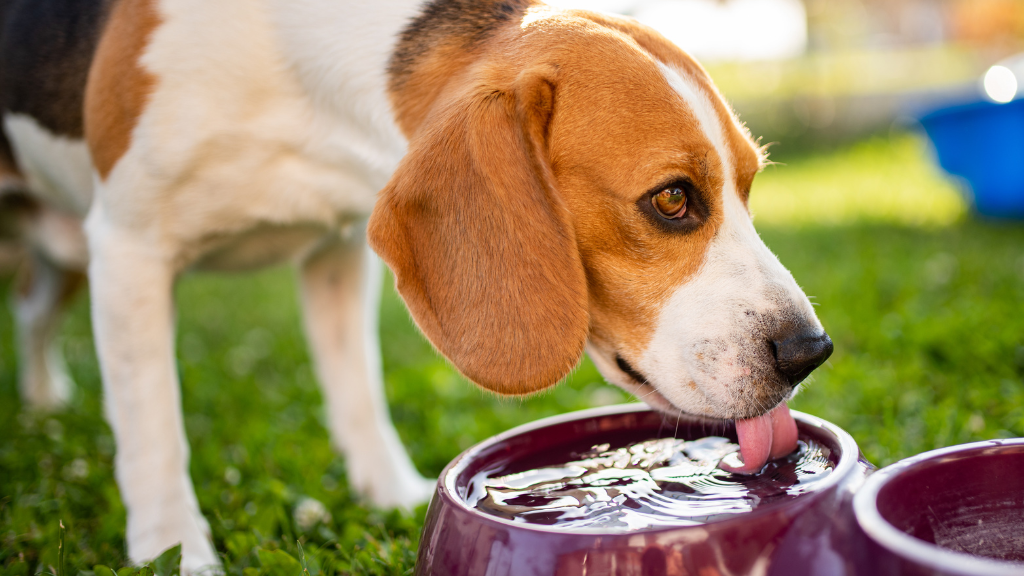 犬に必要な6大栄養素とは？役割と愛犬に合った食事の選び方