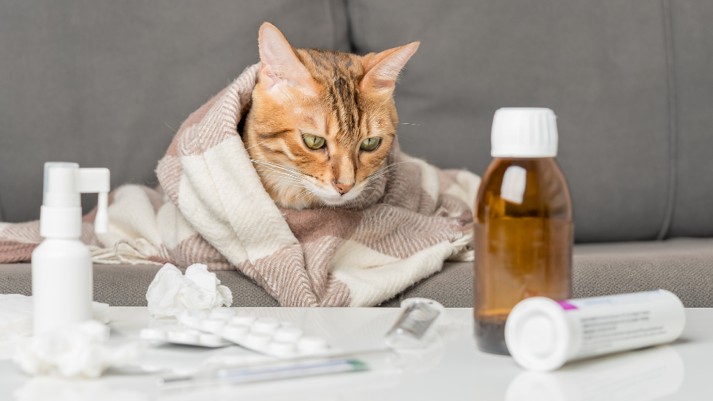 猫風邪とは？症状・原因・治療法から自宅ケア・予防策まで解説