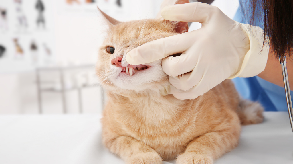 猫の歯の吸収（TR）とは？歯が欠けた時の症状・原因と観察のポイント【ガイドライン解説】