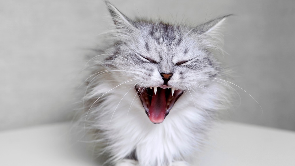 猫の歯の吸収（TR）とは？歯が欠けた時の症状・原因と観察のポイント【ガイドライン解説】
