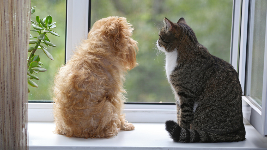 愛犬・愛猫の口腔ケアを、もっと身近に。いつものごはんに“削りたて”をプラスする、topet「お口のふりかけ」でつくる毎日のケア習慣