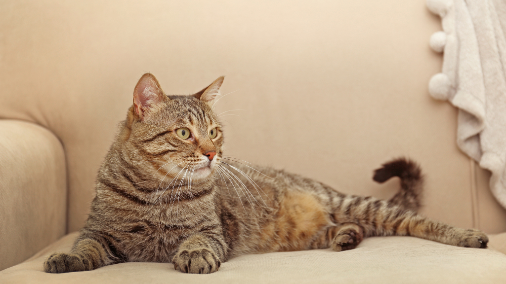 【一覧】猫の毛色・模様の種類と特徴！親猫からの遺伝や健康チェックのコツ