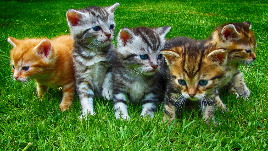 【一覧】猫の毛色・模様の種類と特徴！親猫からの遺伝や健康チェックのコツ