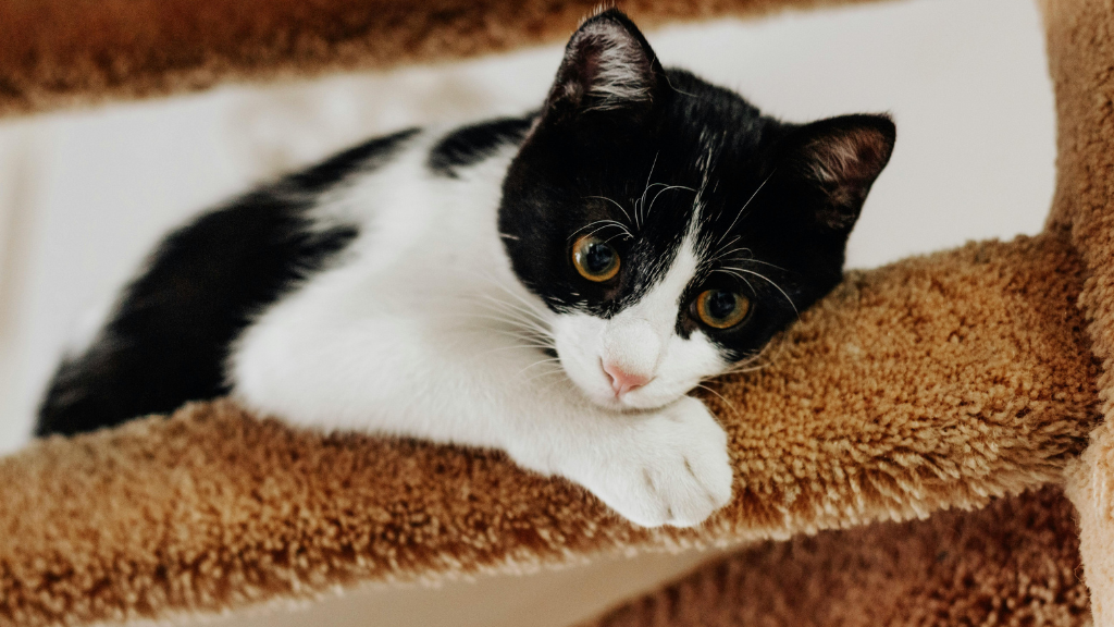 【一覧】猫の毛色・模様の種類と特徴！親猫からの遺伝や健康チェックのコツ