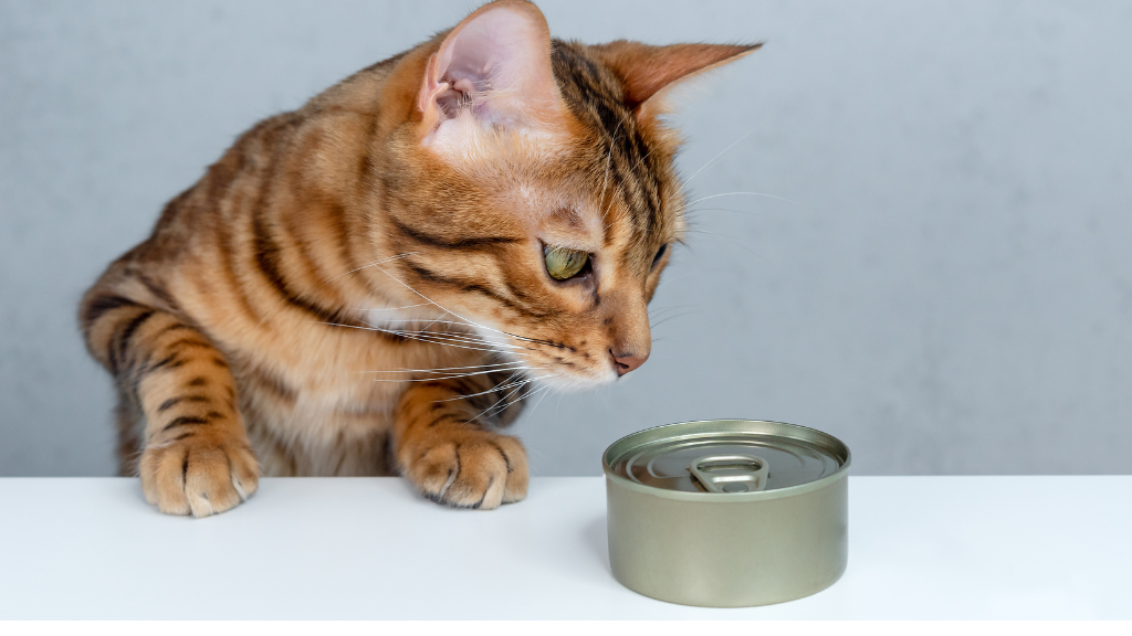 猫に必要な栄養素とは？タウリン・総合栄養食・不足を防ぐ食事の選び方