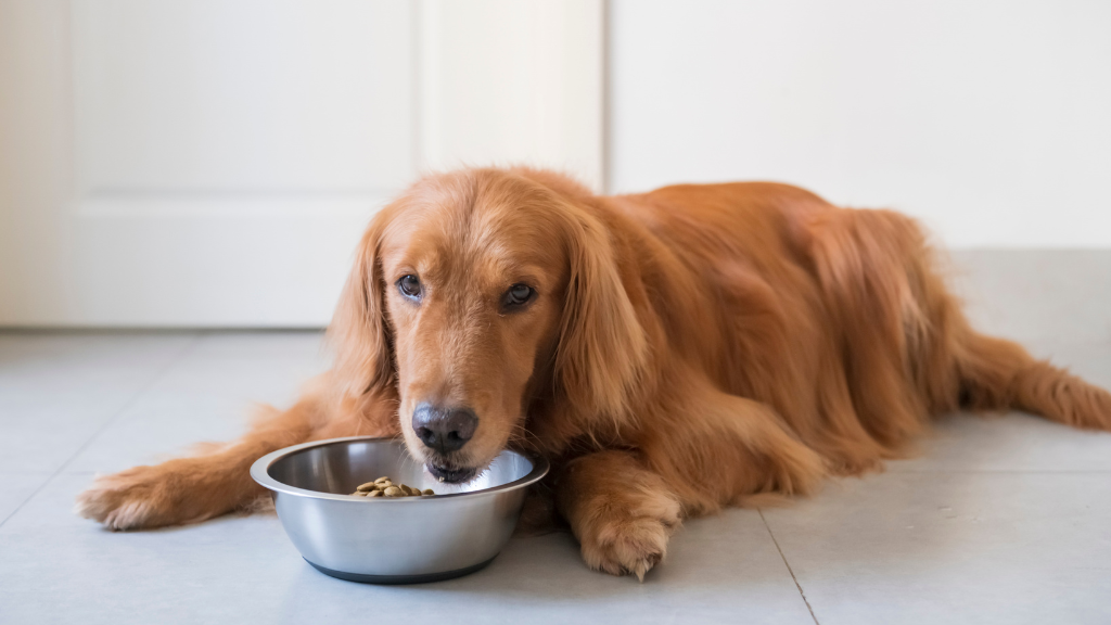 シニア犬(老犬)の健康管理ガイド|何歳から?老化のサインや食事・運動のケア